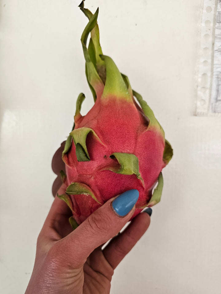 PITAHAJA