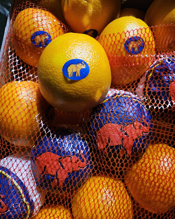 Pomarańcza Elefant