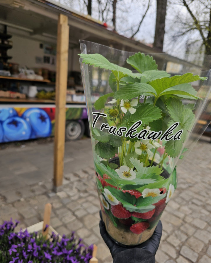 TRUSKAWKA