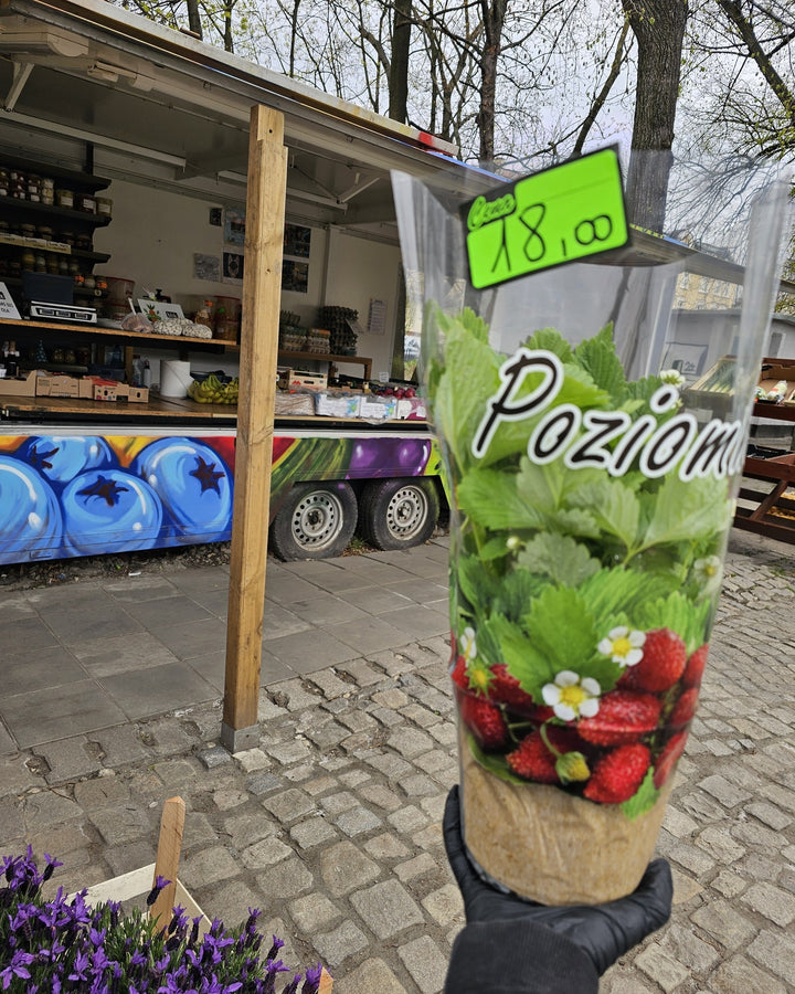 POZIOMKA