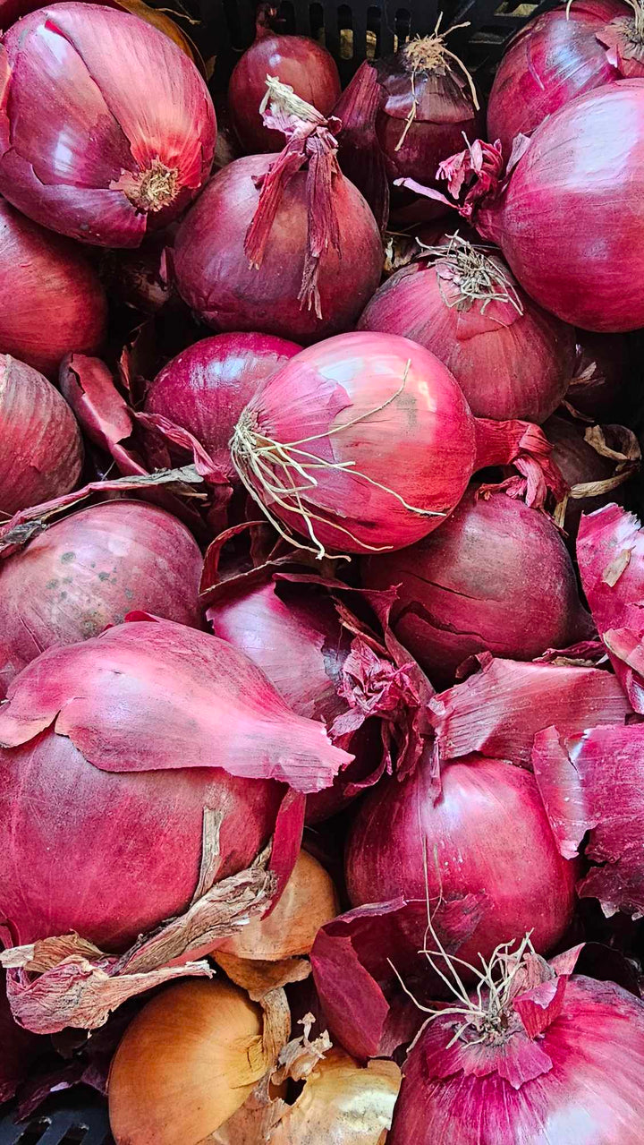 Cebula czerwona