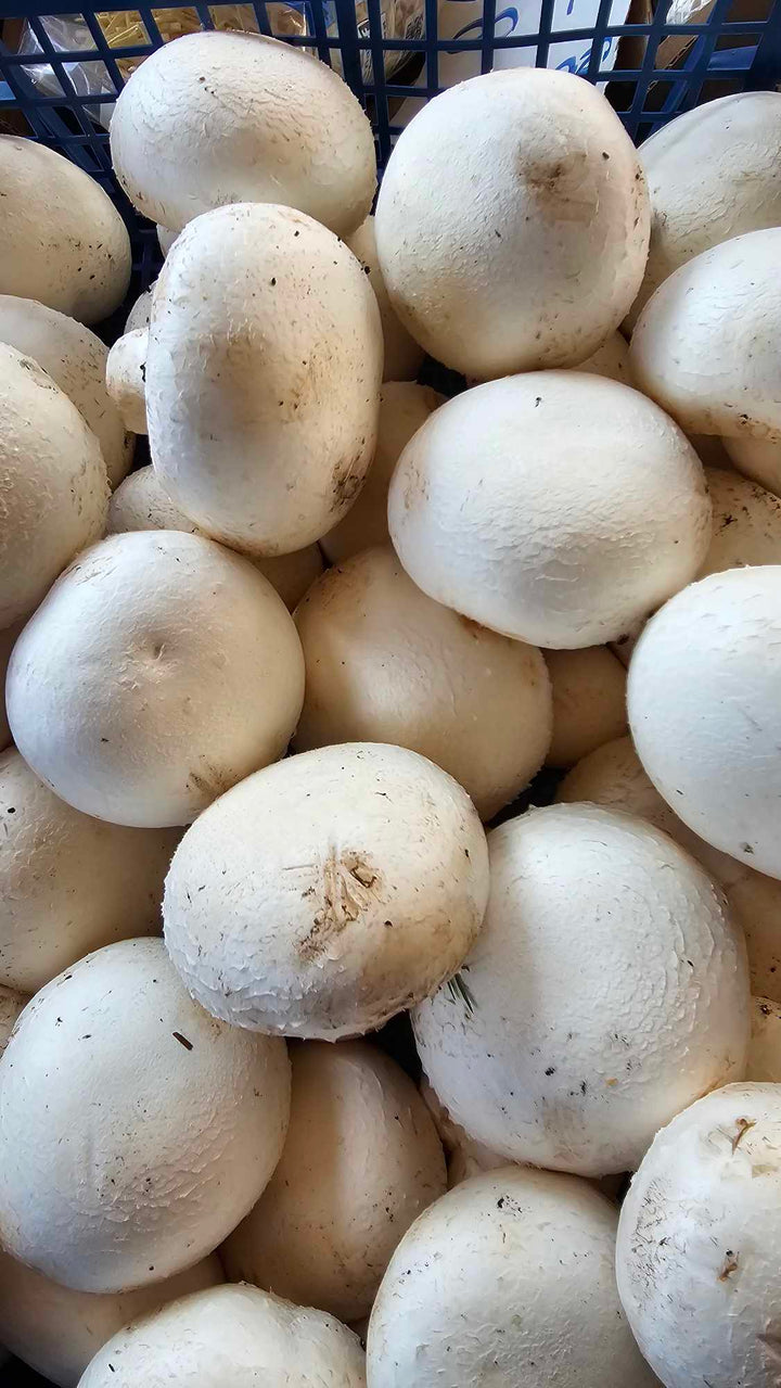 Pieczarki