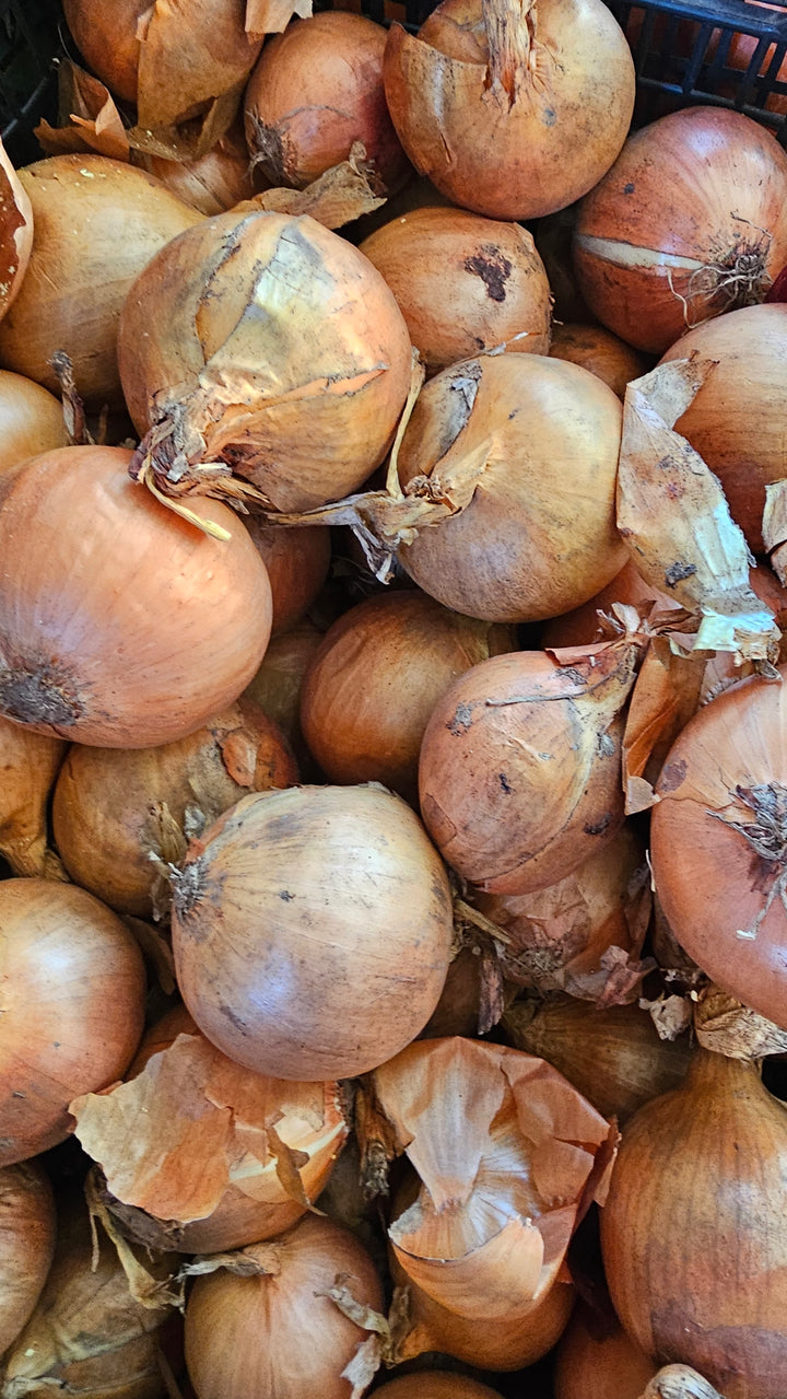 Cebula